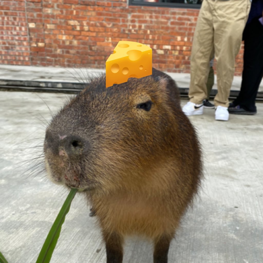 just_cheesssss's profile picture. 狀態：發霉 / 🐢蜜瓜🐕橘子 / 弓道初段
