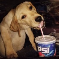 cheye(@wumbooty) 's Twitter Profile Photo cheye(@wumbooty) 's Twitter Profile Photo