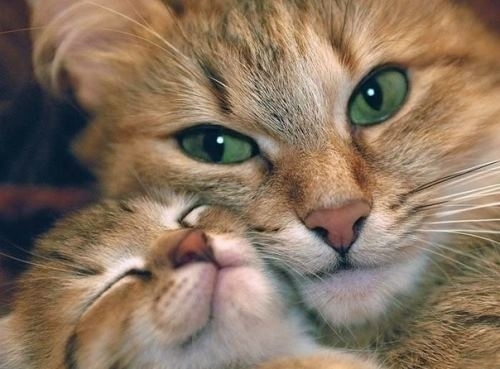 Adoro viver e amo gatos.
