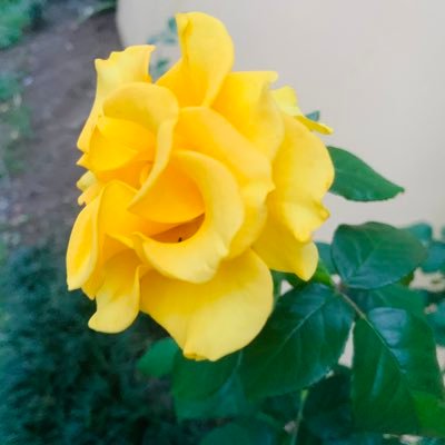 ggastridelena's profile picture. No soy de derecha ni de izquierda, Hincha del poderoso DIM