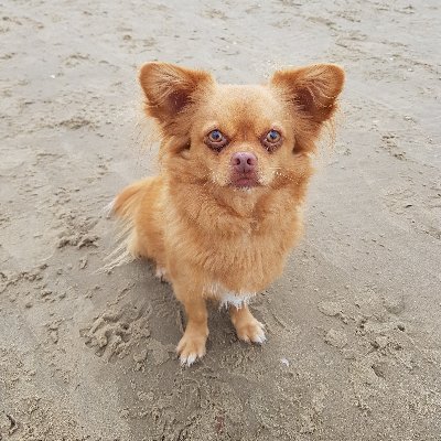 *06.08.
Bisschen Fuchs, Chihuahua-Temperament & Pekinesen-Hitze, dazu Chaos im Kopf und im Herzen ein Hütehund, hat eine Verzieherin, die gern viel redet.