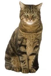 ReinaldoCor's profile picture. 