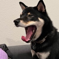 archisaurus (@archisaurusrblx) 's Twitter Profile Photo