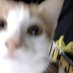 Shadow knight (@knight_meoww) Twitter profile photo Shadow knight (@knight_meoww) Twitter profile photo