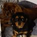 Diane Butler 🐕 🐕🦺 (@dianebutler95) Twitter profile photo Diane Butler 🐕 🐕🦺 (@dianebutler95) Twitter profile photo