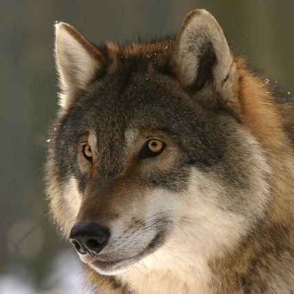 senecawolf2 Profile Picture