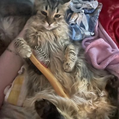 21 rescue cats and counting 😸😻😽😁 https://t.co/NOnQ2AOi4k