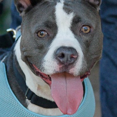 AdoptMeApp tweets from all of our partner shelters. For list of partner shelters visit our website https://t.co/RAvLIot1Mg