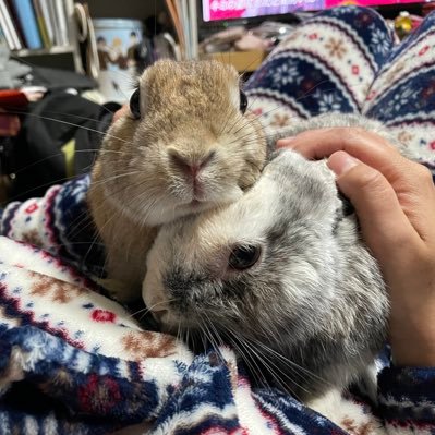 こはおじさんさんのプロフィール画像