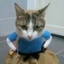 Sigh (@gattacattag) Twitter profile photo Sigh (@gattacattag) Twitter profile photo