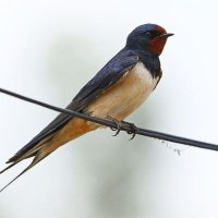 Львівська Ластівочка (@lyastivka) 's Twitter Profile Photo