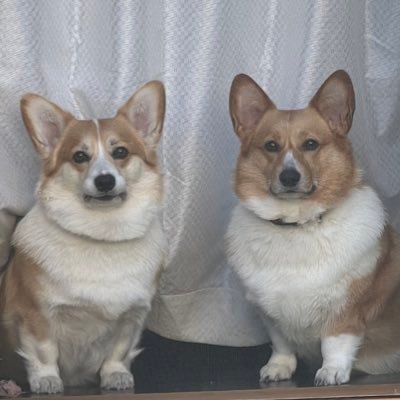 momoiro_daifuku's profile picture. おっとりビビリで賢い千代（コーギー・2018年4月4日生♀16キロ）とあざと可愛い脳筋女子結衣（コーギー・2019年12月5日生♀17キロ）が中心でごちゃごちゃつぶやいてます。無言フォロー失礼します。SNSいろいろ不慣れです。ご了承くださいませ。