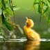 Ana🕊🌍🕊 (@natureloverana) Twitter profile photo Ana🕊🌍🕊 (@natureloverana) Twitter profile photo