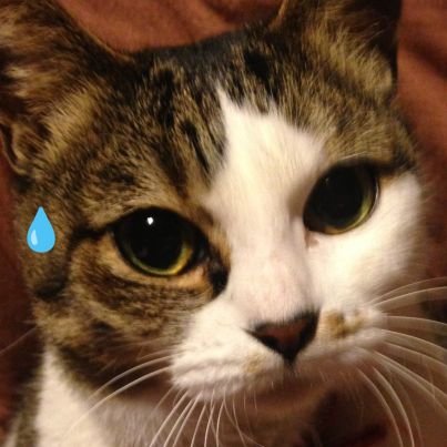 JohnniesDelivry's profile picture. 冷めた心でホットな弁当を配達中。#無言フォローお許し下さい