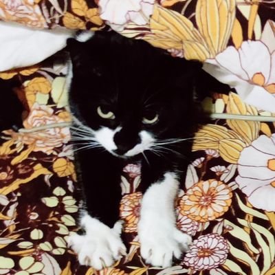 salc1810's profile picture. 