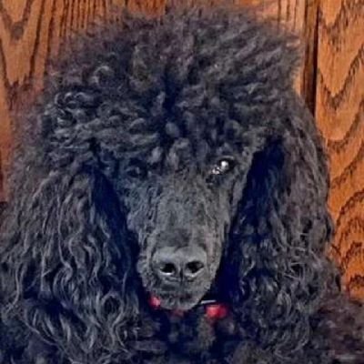 swimordie's profile picture. 