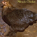 Linda Master - @ChickenMiracle - Twitter