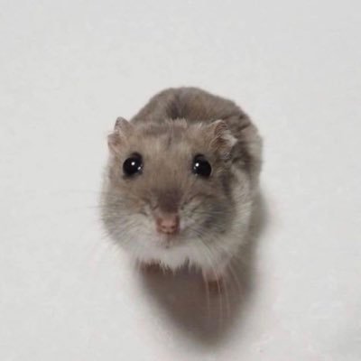 thk_jou's profile picture. ଘ(੭*ˊᵕˋ)੭ 세상을 구할 슈퍼 햄스터야