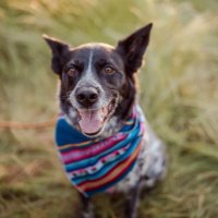 Evan (@evan_dogs) 's Twitter Profile Photo Evan (@evan_dogs) 's Twitter Profile Photo