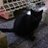 cry_baby_cat