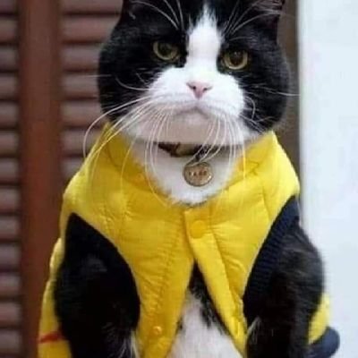 EKREMSAYGI5's profile picture. 