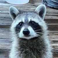 Raccoon lovers(@Raccoonlovers2) 's Twitter Profile Photo