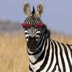 zebradejuliet Profile Picture