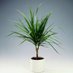 Dracena (@dracennaa) Twitter profile photo Dracena (@dracennaa) Twitter profile photo