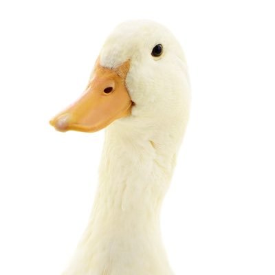 Ducko03 Profile Picture