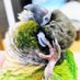 クロスケ母ちゃん (@2dwh6agh7f3le7a) Twitter profile photo クロスケ母ちゃん (@2dwh6agh7f3le7a) Twitter profile photo
