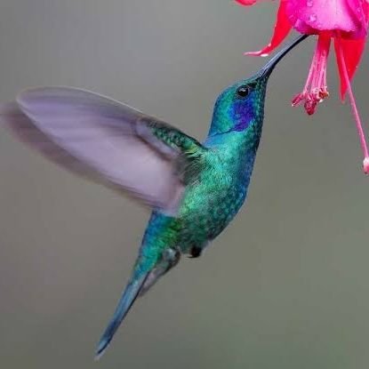 Welcome to @HummingbirdLo11
We share daily #hummingbirds contents,Follow us if you really love Hummingbird.🇺🇲