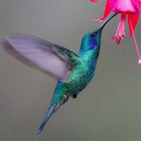 Hummingbird Lover Club(@HummingbirdLo11) 's Twitter Profileg