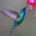 Hummingbird Lover Club (@HummingbirdLo11) Twitter profile photo