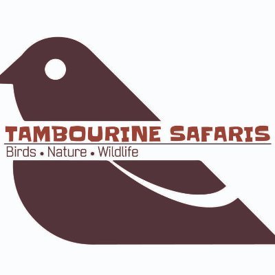 Tambourine Safaris is regarded as one of the most Navitable local birding and wildlife company in the region of Uganda and East Africa at large.