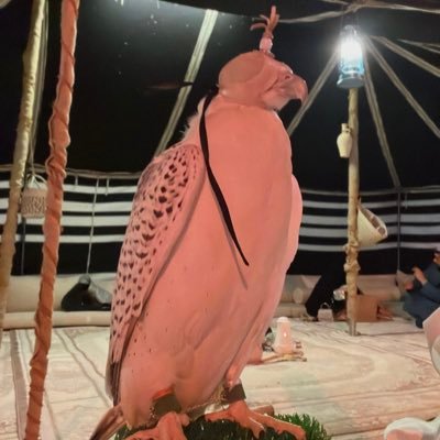 emirates_trend's profile picture. مُعاديًا من يعاديها ومُسالمًا من يسالمها 🇦🇪