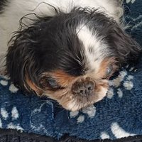 Philippe ailairix 💤💤💙🤍❤️🇨🇵💪🌿🗼😺🐶🥖🥩 (@lerouxp16623276) 's Twitter Profile Photo