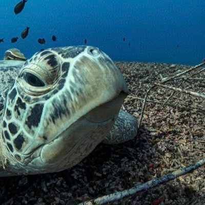 AgengAryan's profile picture. 