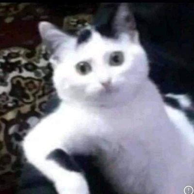 ripaldolphin's profile picture. Apa su