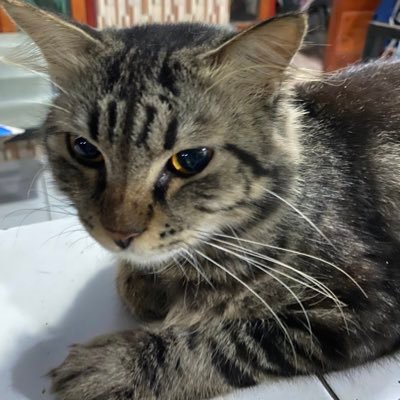 sastrawbryy's profile picture. 19. gjls