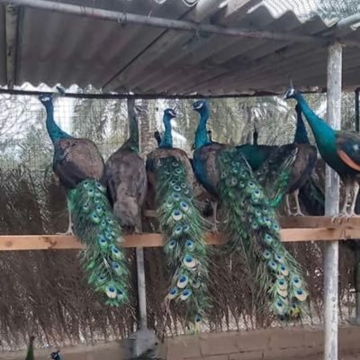 Abdullh76967696's profile picture. 