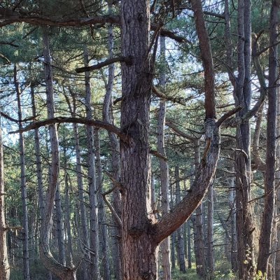 Collectif de collectifs mobilisé pour la préservation des arbres et du vivant partout en Ile de France. 
Plus un arbre ne doit tomber!!