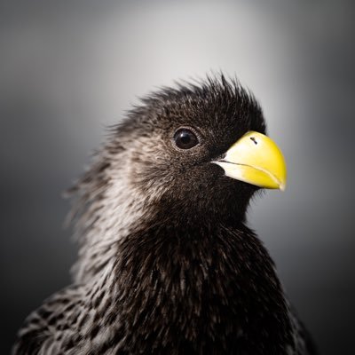 名古屋を拠点に生き物の写真を撮影しています。愛用カメラはNikon Z9です。インスタもやってますのでそちらの方もぜひ！