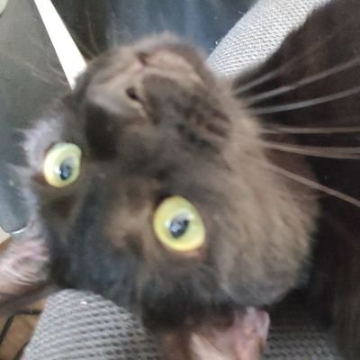 catvibes_4's profile picture. ︶꒦꒷♡꒷꒦︶