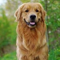 Golden Retrievers(@goldenboy_mafia) 's Twitter Profileg