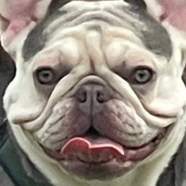 KizoCrypto's profile picture. Just Ape | NFT collector | Dad of 3 frenchies