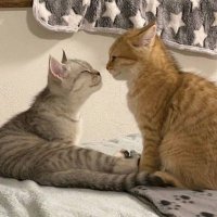 lxnni (@lxnnitr) 's Twitter Profile