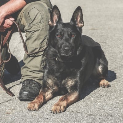 Official account of the Burlington Police K9 Unit. K-9 Remi handled by Sgt. J. Papsedero