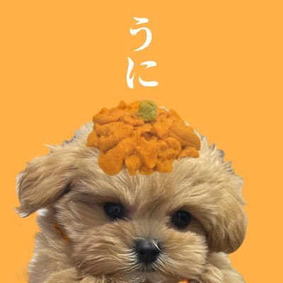 uniuni__2022's profile picture. うにちゃんの日常【2022/11/8 🍼】 🐶🎀: 𝑃𝑒𝑘𝑖𝑛𝑒𝑠𝑒 🐶🎩 : 𝑡𝑒𝑎𝑐𝑢𝑝 𝑝𝑜𝑜𝑑𝑙𝑒 TikTokフォロワー34万人