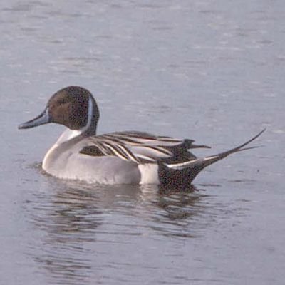 Henny00417763's profile picture. zonder boeren geen eten