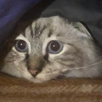 lovablerun's profile picture. 